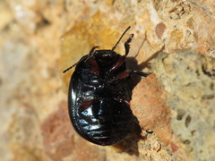 Chrysolina lepida