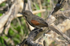 Synallaxis hellmayri