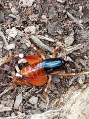 Apotetamenus amazonae