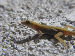 Anolis macrophallus