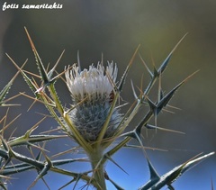 Cirsium morinifolium