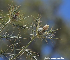 Cirsium morinifolium