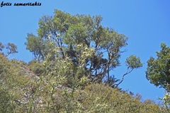 Cirsium morinifolium