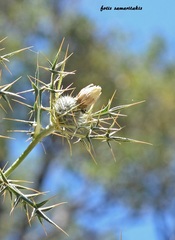 Cirsium morinifolium