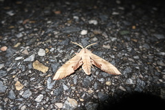 Marumba sperchius
