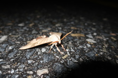 Marumba sperchius