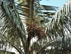 Ceroxylon quindiuense