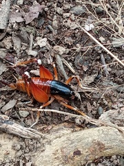 Apotetamenus amazonae