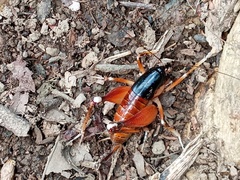 Apotetamenus amazonae