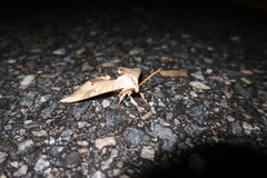 Marumba sperchius