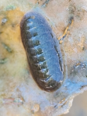 Chitonoidea