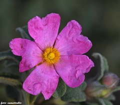 Cistus parviflorus