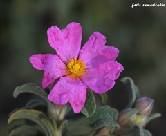 Cistus parviflorus