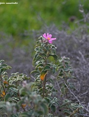 Cistus parviflorus