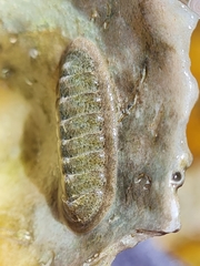 Chitonoidea