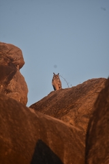 Bubo bengalensis