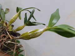 Dendrobium chrysotoxum