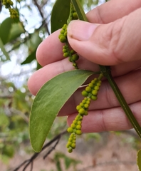 Phoradendron quadrangulare, photograph (c) Lyrae, some rights reserved (CC BY)