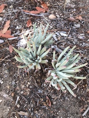 Dudleya virens hassei