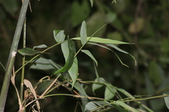Bambusa tuldoides