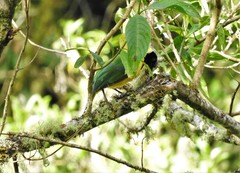 Cyanocorax yncas yncas
