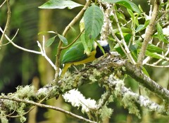 Cyanocorax yncas yncas