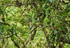 Cyanocorax yncas yncas