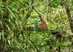 Cyanocorax yncas yncas