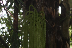 Arenga pinnata