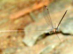 Laurhervasia setacea