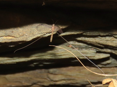 Laurhervasia setacea