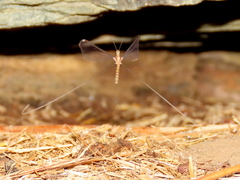 Laurhervasia setacea