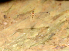 Laurhervasia setacea