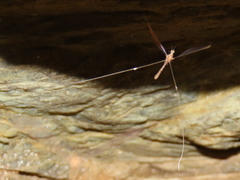 Laurhervasia setacea