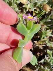 Delosperma patersoniae