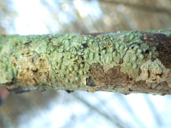 Pertusaria leioplaca