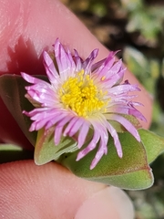 Delosperma patersoniae