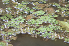 Salvinia minima