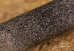 Naetrocymbe punctiformis