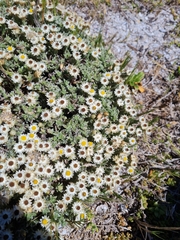 Achyranthemum argenteum