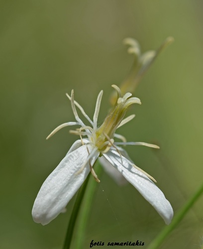 Clematis elisabethae-carolae