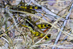 Boopedon flaviventris