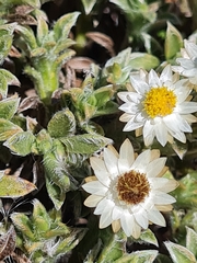 Achyranthemum argenteum