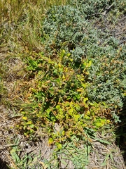 Zaluzianskya maritima