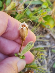 Zaluzianskya maritima