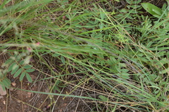 Tephrosia semiglabra