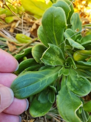 Zaluzianskya maritima