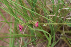 Tephrosia semiglabra