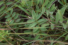 Tephrosia semiglabra