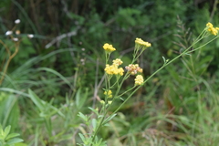 Nidorella resedifolia